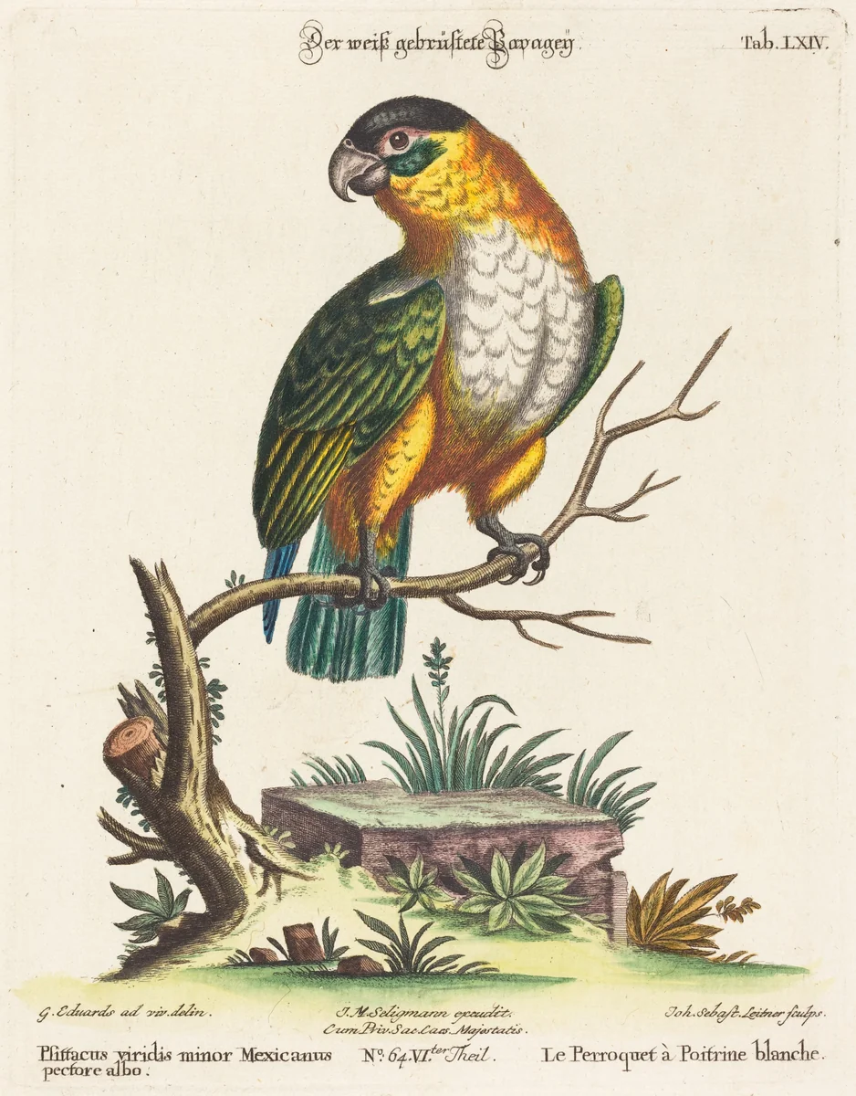 Psittacus viridis minor Mexicanus by Johann Sebastian Leitner; George Edwards, print, 1715-1795