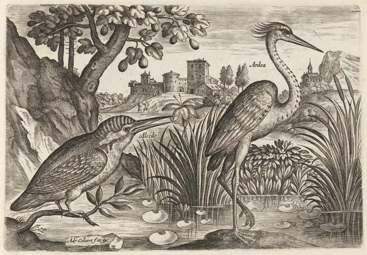 Kingfisher and Grey Heron by Adriaen Collaert, print, 1595-1605