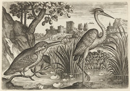 Kingfisher and Grey Heron by Adriaen Collaert, print, 1595-1605