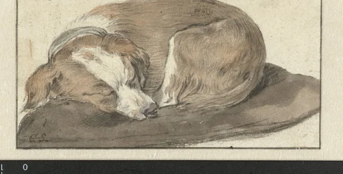 Dog Asleep on a Cushion by Cornelis Saftleven, drawing, 1617-1681