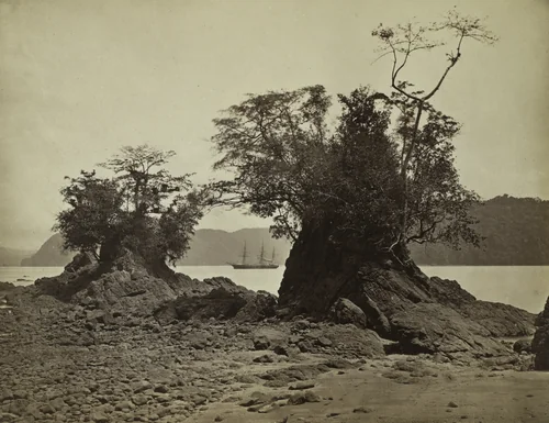 Islands in Limón Bay by John Moran, photograph, 1871