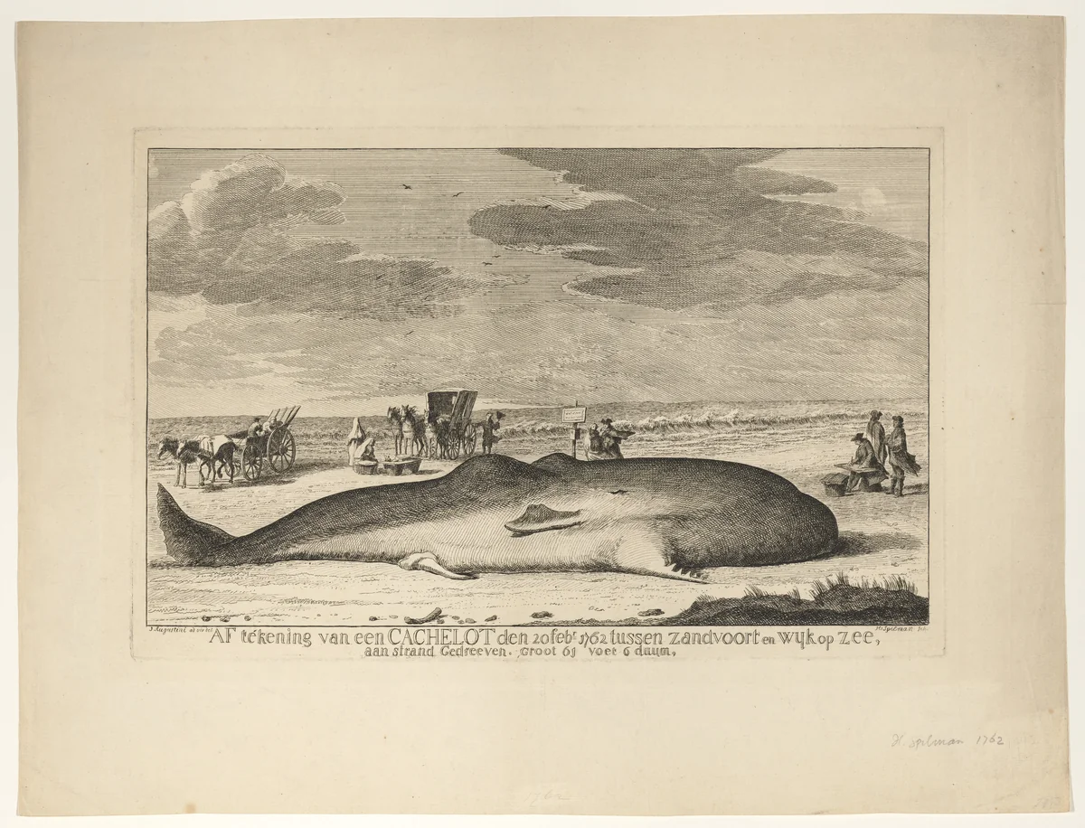 A Stranded Whale on the Beach Between Zandvoort and Wijk aan Zee on 20 February, 1762 by Hendrik Spilman, print, 1762