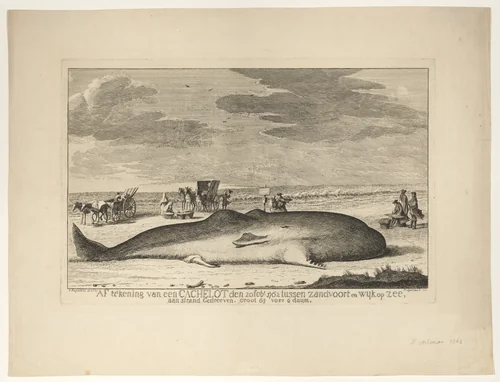 A Stranded Whale on the Beach Between Zandvoort and Wijk aan Zee on 20 February, 1762 by Hendrik Spilman, print, 1762