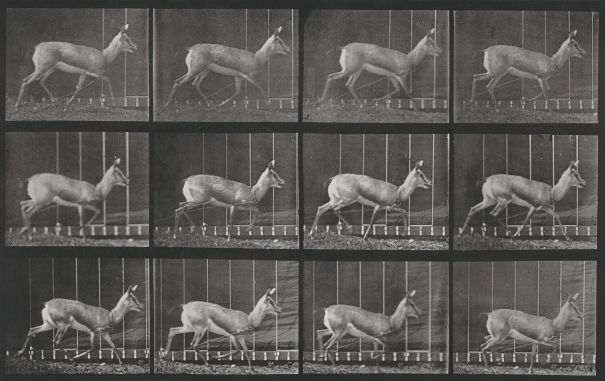 Plate Number 697. Antelope trotting by Eadweard Muybridge, photograph, 1887