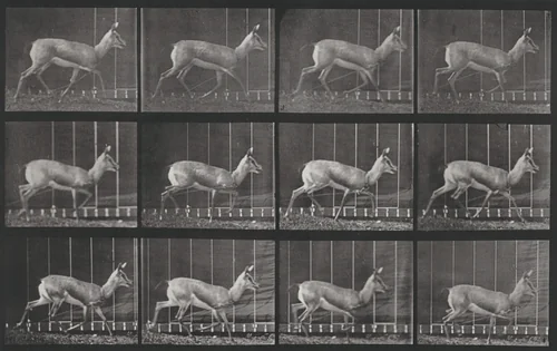 Plate Number 697. Antelope trotting by Eadweard Muybridge, photograph, 1887