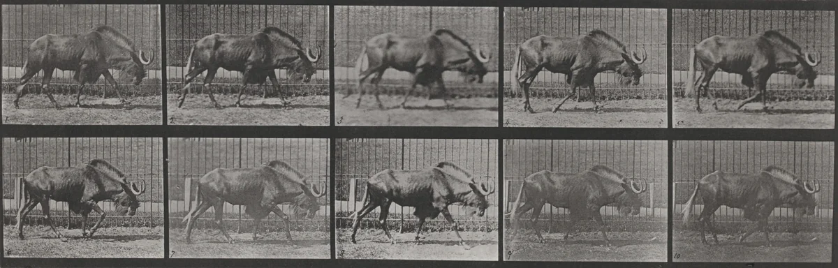 Plate Number 701. Gnu walking by Eadweard Muybridge, photograph, 1887