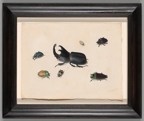 Megasoma Elephas or Megaceras Jason and Six Other Insects by Pieter Holsteyn, print, 1640-1680