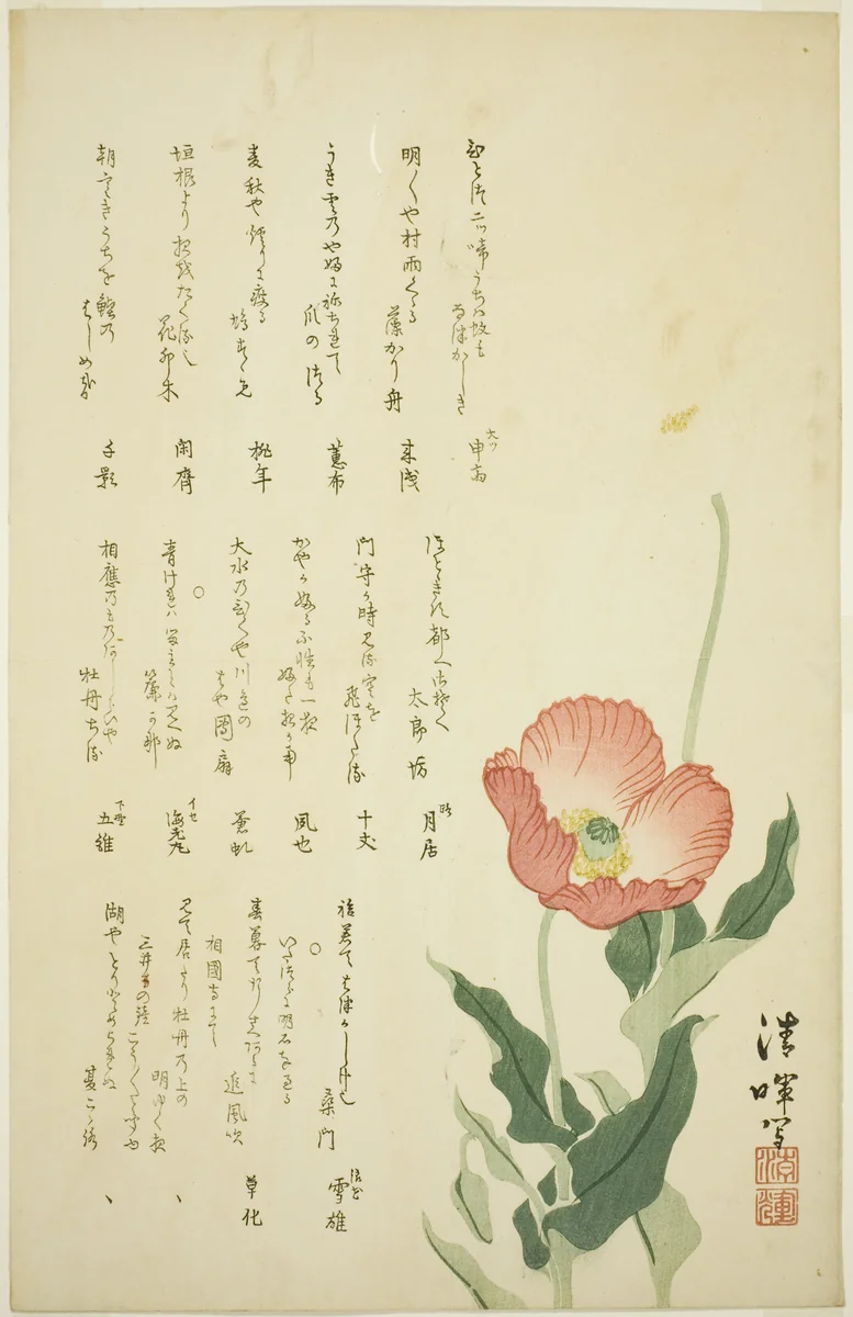 Two Poppies by Yokoyama Seiki, print, 1820-1824