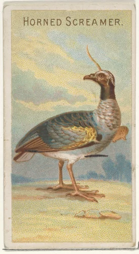 Horned Screamer, from the Birds of the Tropics series (N5) for Allen & Ginter Cigarettes Brands by Allen & Ginter, print, 1889