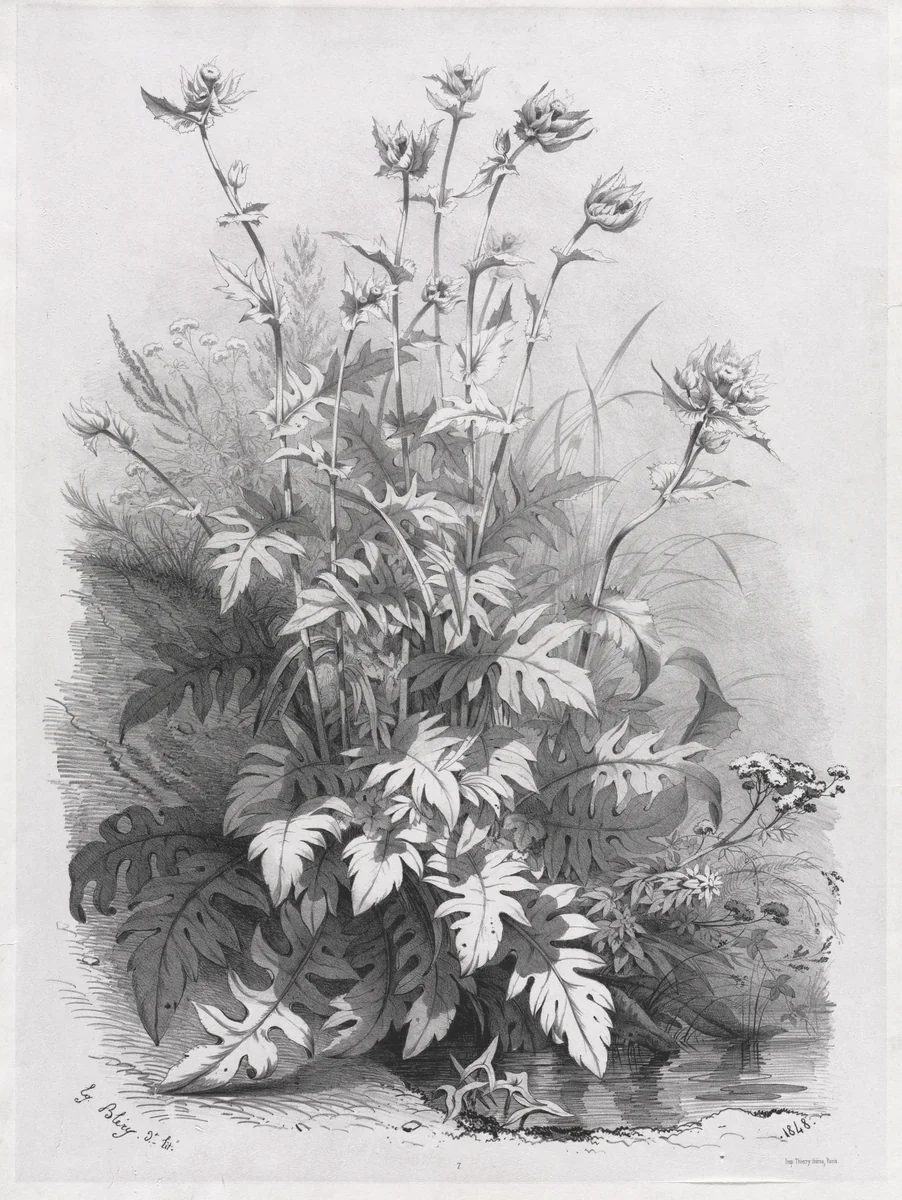 Groups of Various Plants Drawn After Nature: No. 7 by Eugene Bléry, print, 1848