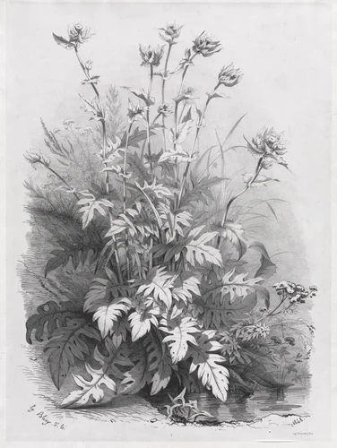 Groups of Various Plants Drawn After Nature: No. 7 by Eugene Bléry, print, 1848