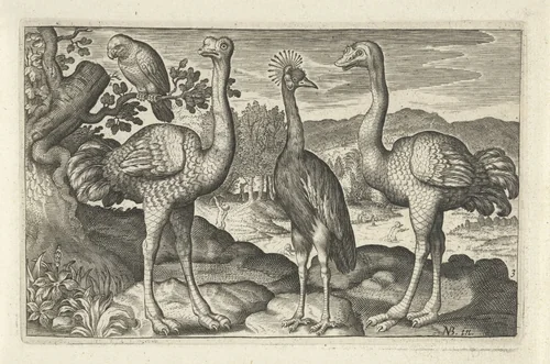 Kroonkraanvogel tussen twee struisvogels by anonymous, print, 1594-1644