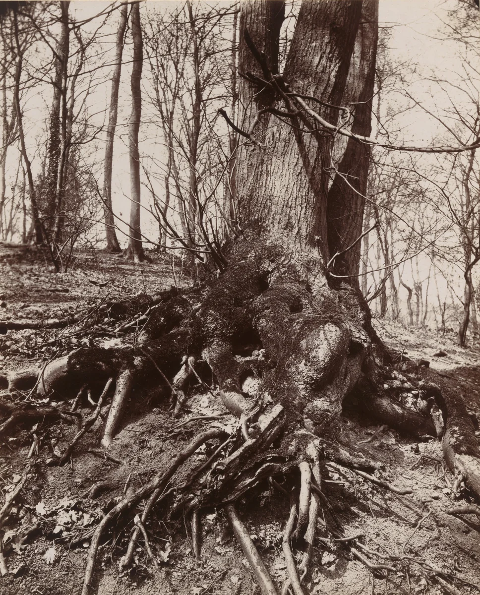 St. Cloud - #4 by Eugène Atget, photograph, 1872
