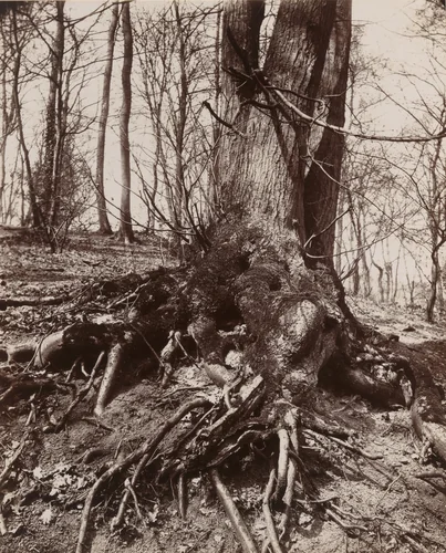 St. Cloud - #4 by Eugène Atget, photograph, 1872