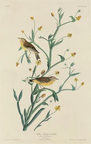 Yellow Red-Poll Warbler by Robert Havell, Jr.; John James Audubon, print, 1832