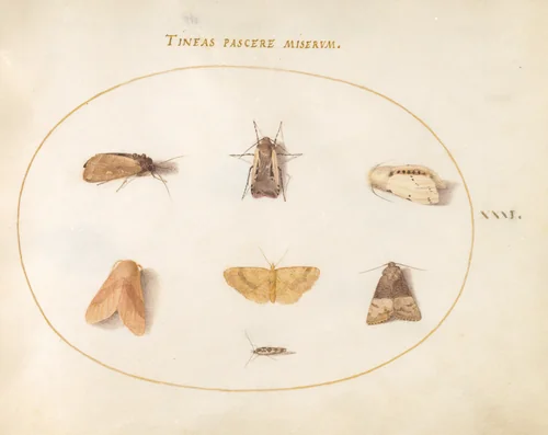 Plate 31: Seven Moths by Joris Hoefnagel, drawing, 1570-1599