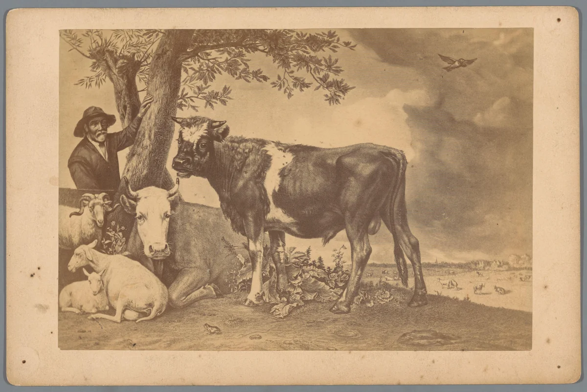 Fotoreproductie van een prent naar het schilderij De jonge stier door Paulus Potter by anonymous, photograph, 1870-1890