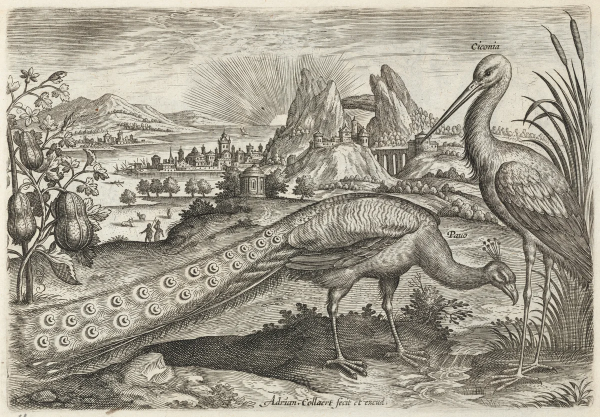 Peacock and Stork by Adriaen Collaert, print, 1595-1605
