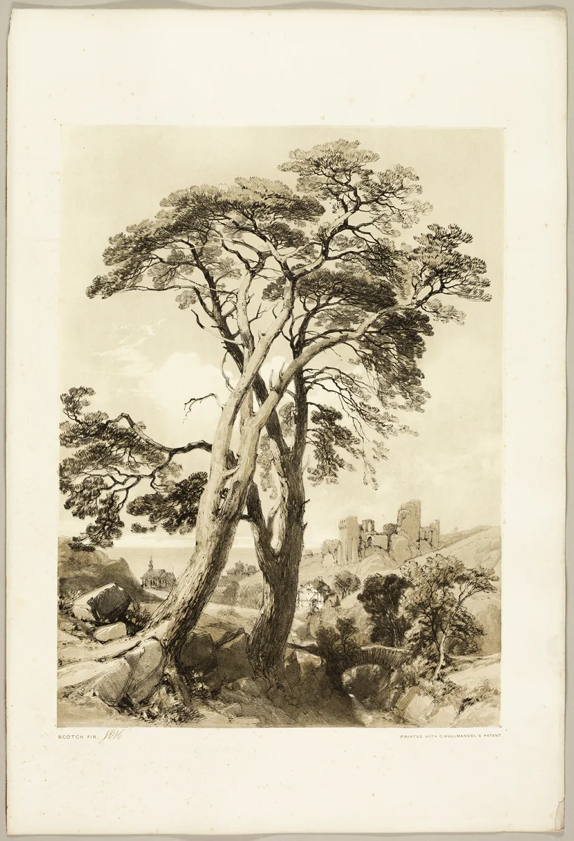 Scotch Fir, from The Park and the Forest by James Duffield Harding, print, 1841
