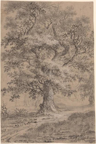 A Leafy Oak by a Woodland Path by Johann Caspar Huber, drawing, 1752-1827