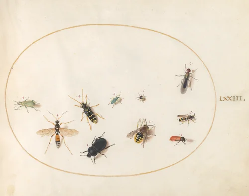 Plate 73: Ten Insects by Joris Hoefnagel, drawing, 1570-1599