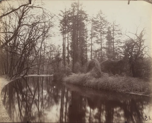 Bois de Boulogne by Eugène Atget, photograph, 1923