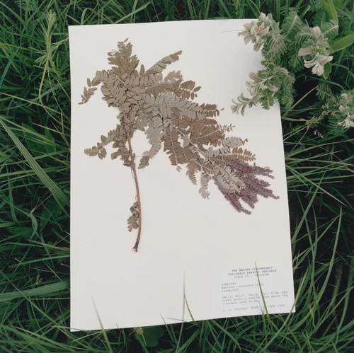 Fabaceae amorpha, Leadplant by Terry Evans, photograph, 1999
