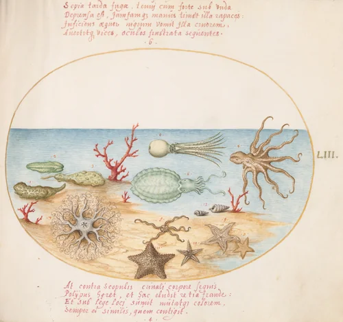 Plate 53: Sea Cucumbers, Coral, Octopus, Starfish, Squid, and Other Sea Creatures by Joris Hoefnagel, drawing, 1570-1599