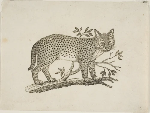 The Serval by Thomas Bewick, print, 1773-1828