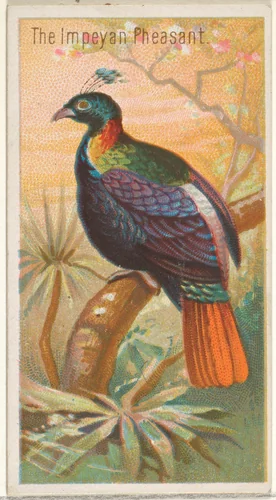 The Impeyan Pheasant, from the Birds of the Tropics series (N5) for Allen & Ginter Cigarettes Brands by Allen & Ginter, print, 1889