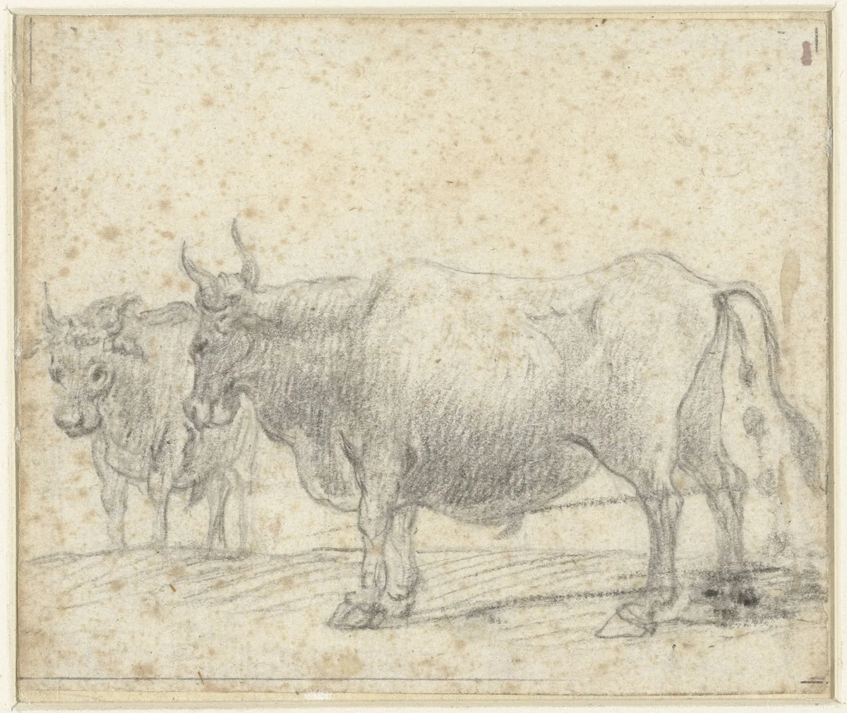 Twee koeien by Claude Lorrain, drawing, 1635-1645