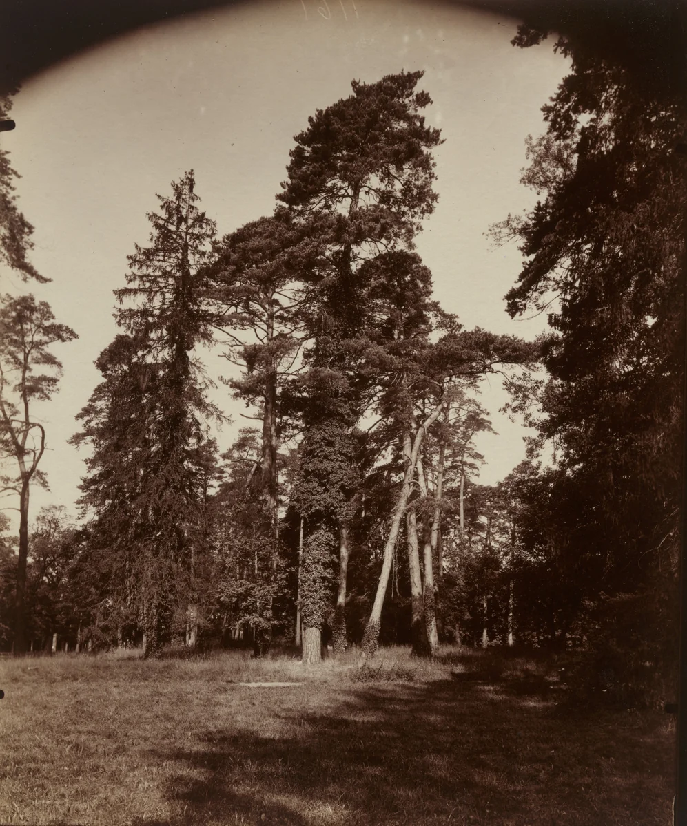 Trianon by Eugène Atget, photograph, 1922