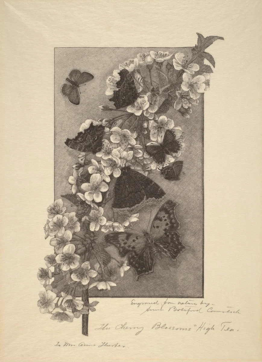 The Cherry Blossoms - High Tea by Anna Botsford Comstock, print, 1890