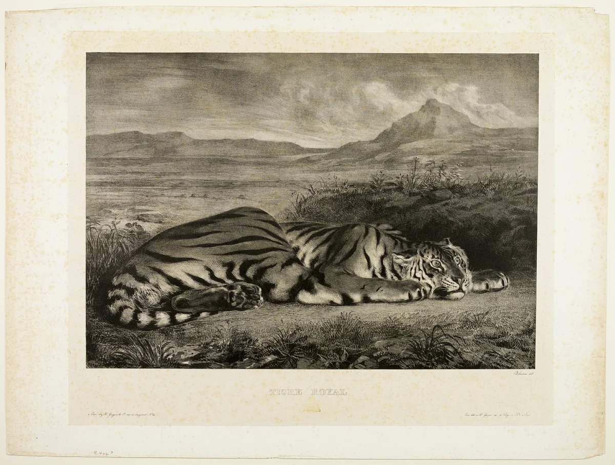Bengal Tiger by Eugène Delacroix, print, 1829
