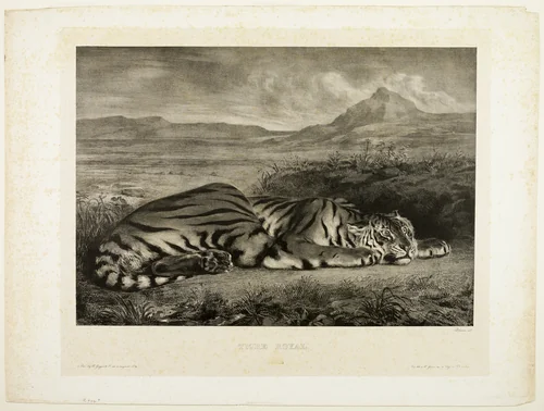 Bengal Tiger by Eugène Delacroix, print, 1829