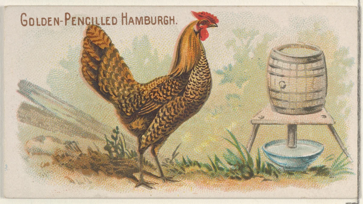 Golden-Pencilled Hamburgh, from the Prize and Game Chickens series (N20) for Allen & Ginter Cigarettes by Allen & Ginter, print, 1891