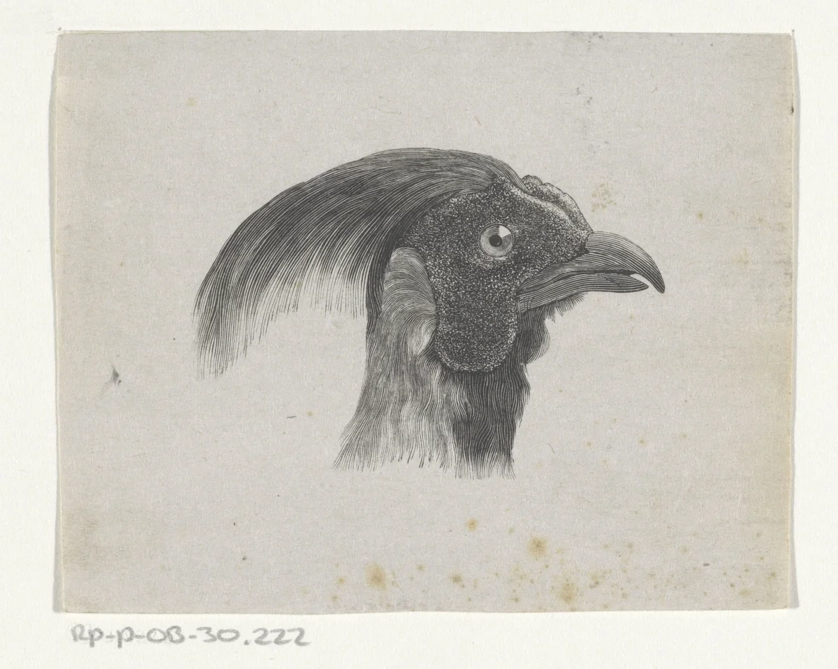Vogelkop (mogelijk een fazant) by Evert Schippers, print, 1856-1935