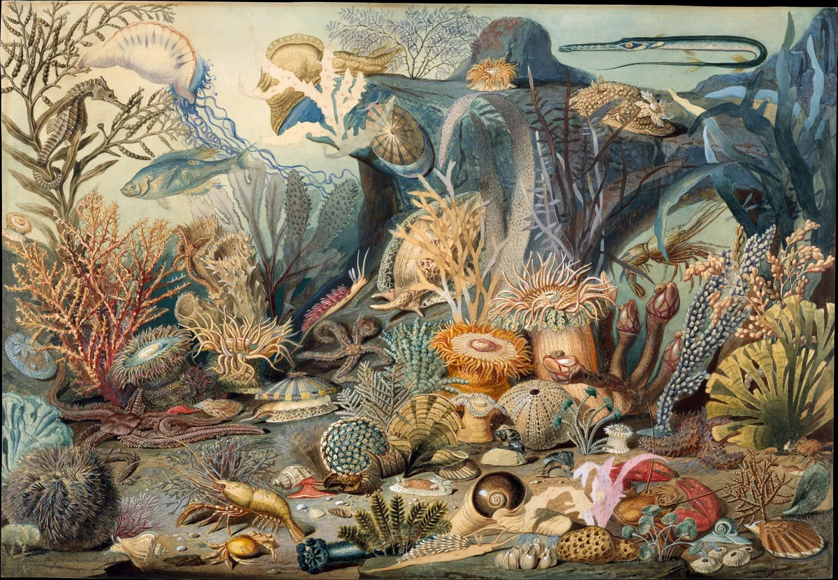 Ocean Life by James Sommerville, artwork, 1854-1864