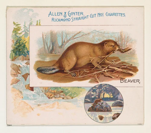 Beaver, from Quadrupeds series (N41) for Allen & Ginter Cigarettes by Allen & Ginter, print, 1890