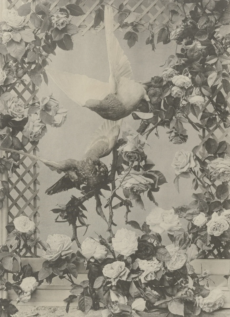 Page from Festons und Dekorative Gruppen by Unidentified Photographer, photograph, 1893