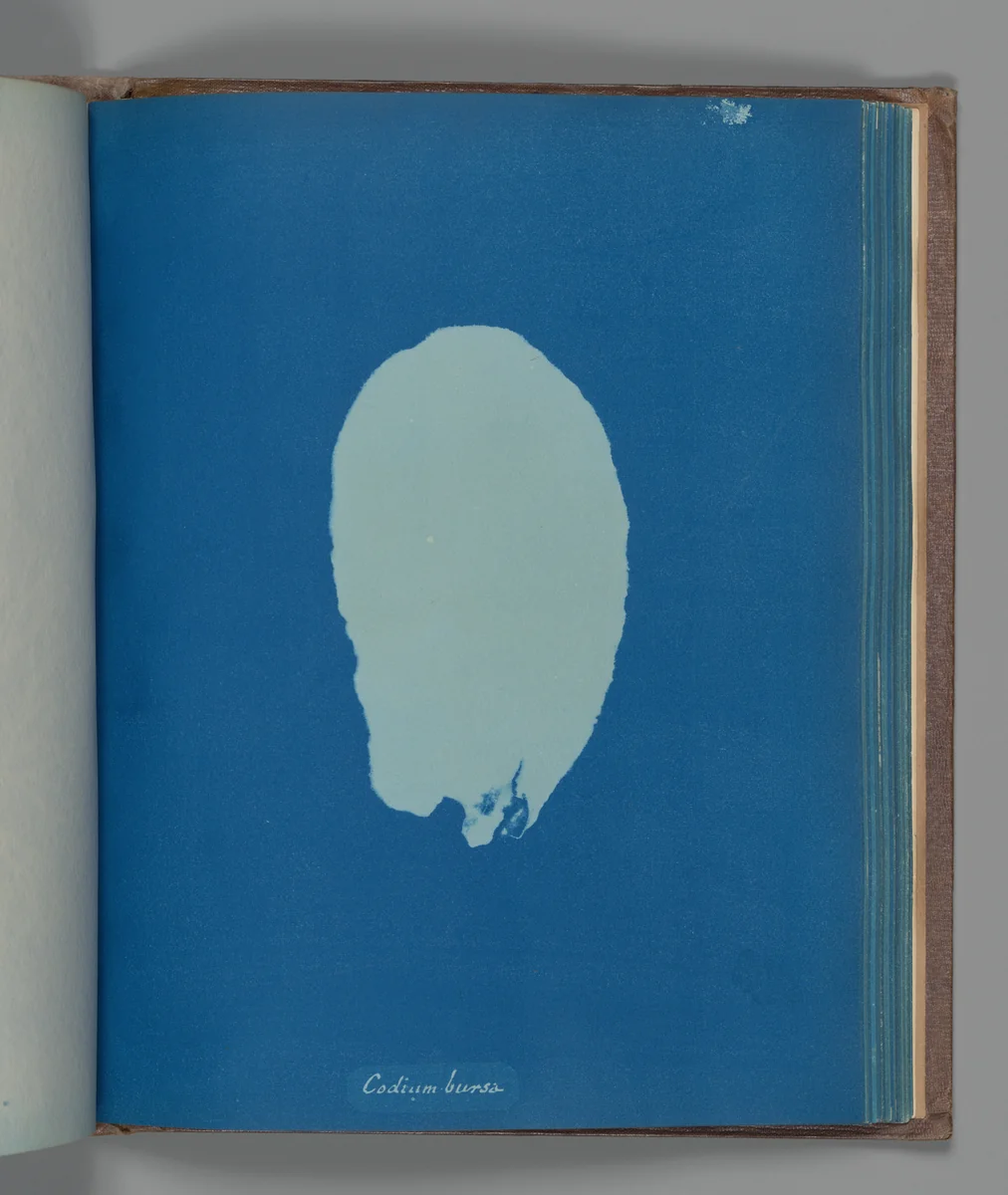 Codium bursa by Anna Atkins, photograph, 1851-1855