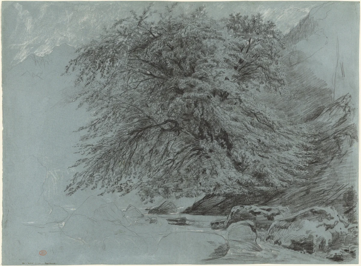 A Wild Beech in Full Leaf by Paul Huet, drawing, 1858
