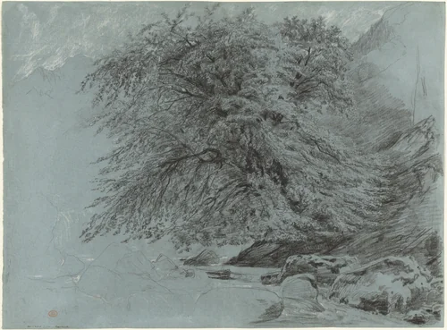 A Wild Beech in Full Leaf by Paul Huet, drawing, 1858