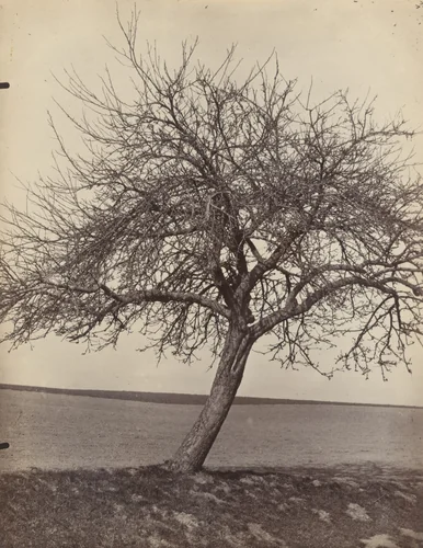 Pommier by Eugène Atget, photograph, 1900