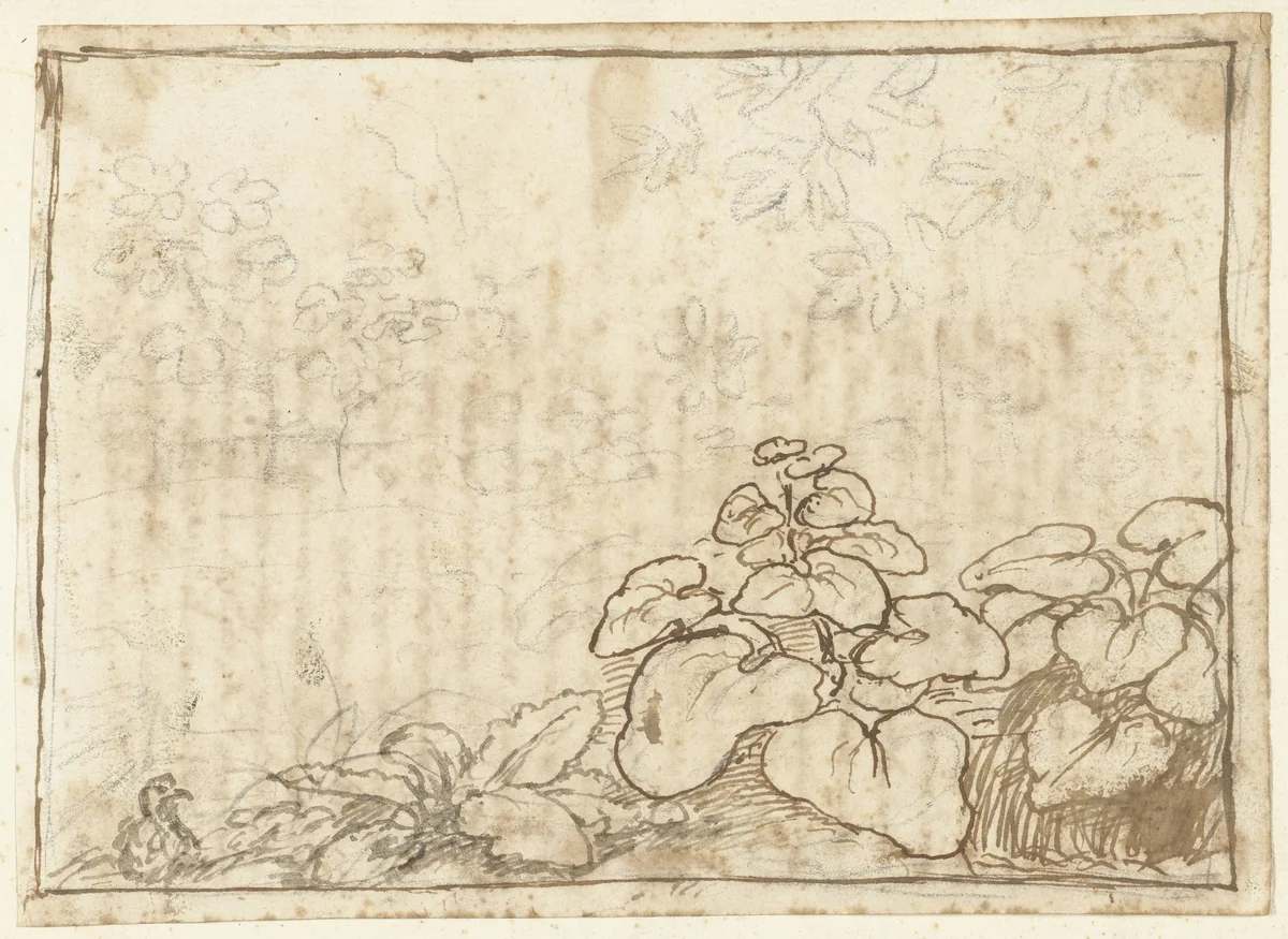 Studie van planten by Claude Lorrain, drawing, 1665-1670