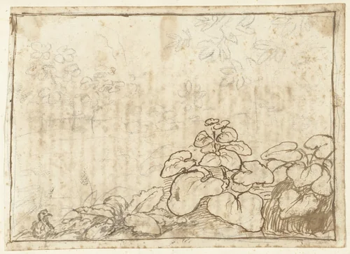 Studie van planten by Claude Lorrain, drawing, 1665-1670