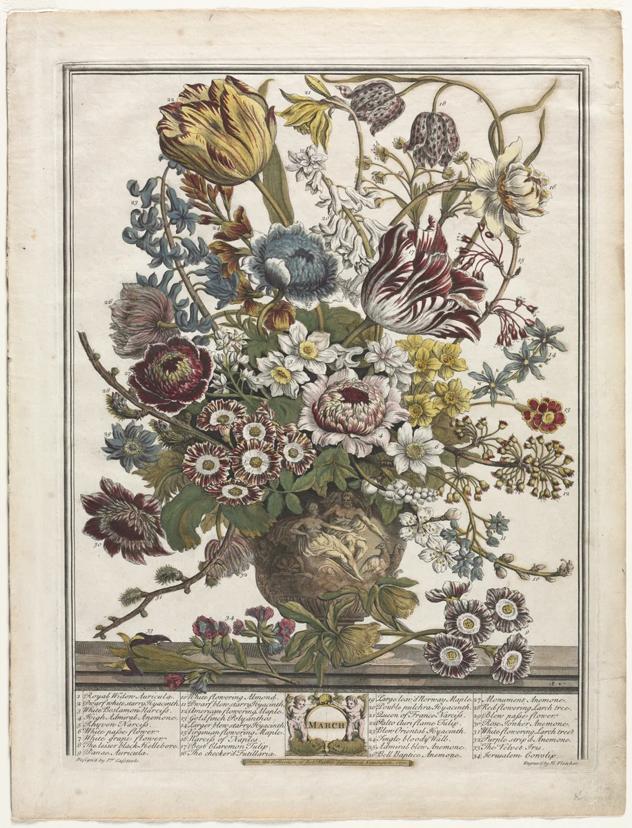 Twelve Months of Flowers: March by Henry Fletcher, print, 1730