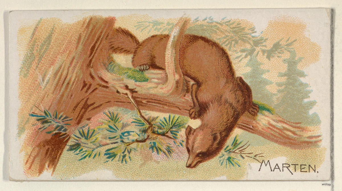 Marten, from the Quadrupeds series (N21) for Allen & Ginter Cigarettes by Allen & Ginter, print, 1890