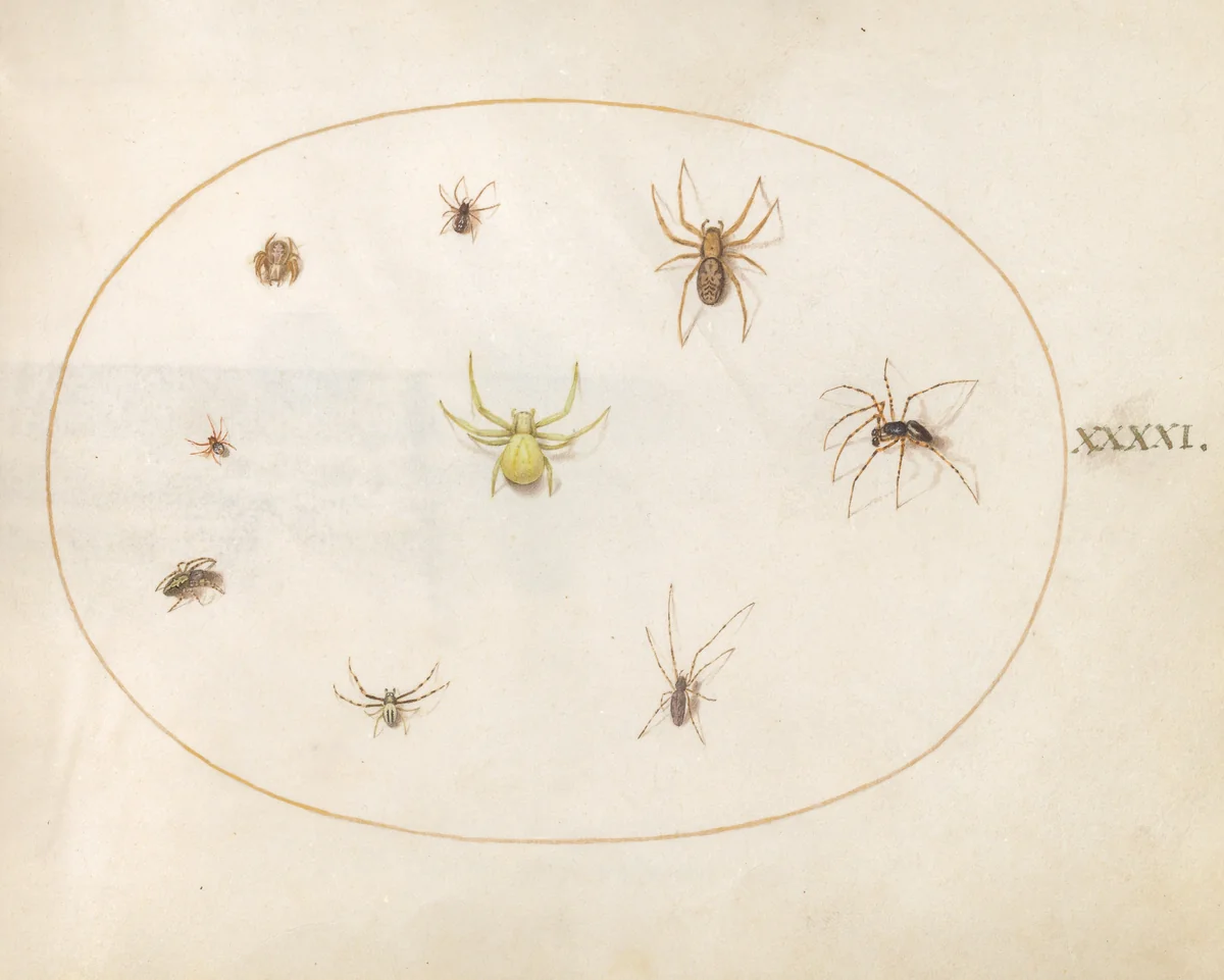 Plate 41: Yellow Spider Surrounded by Eight Spiders by Joris Hoefnagel, drawing, 1570-1599