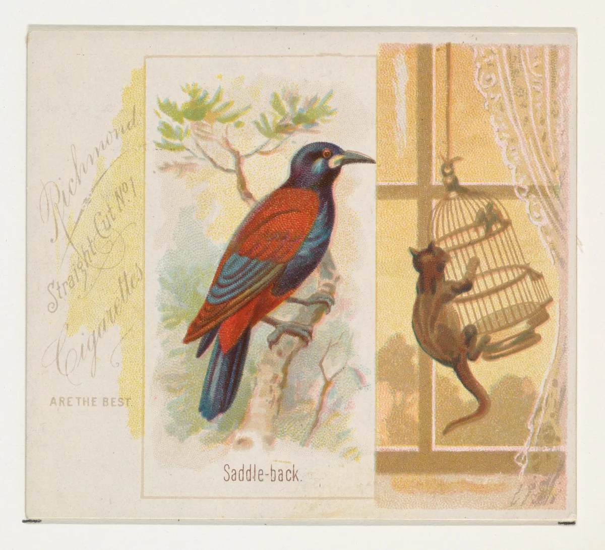Saddle-back, from the Song Birds of the World series (N42) for Allen & Ginter Cigarettes by Allen & Ginter, print, 1890